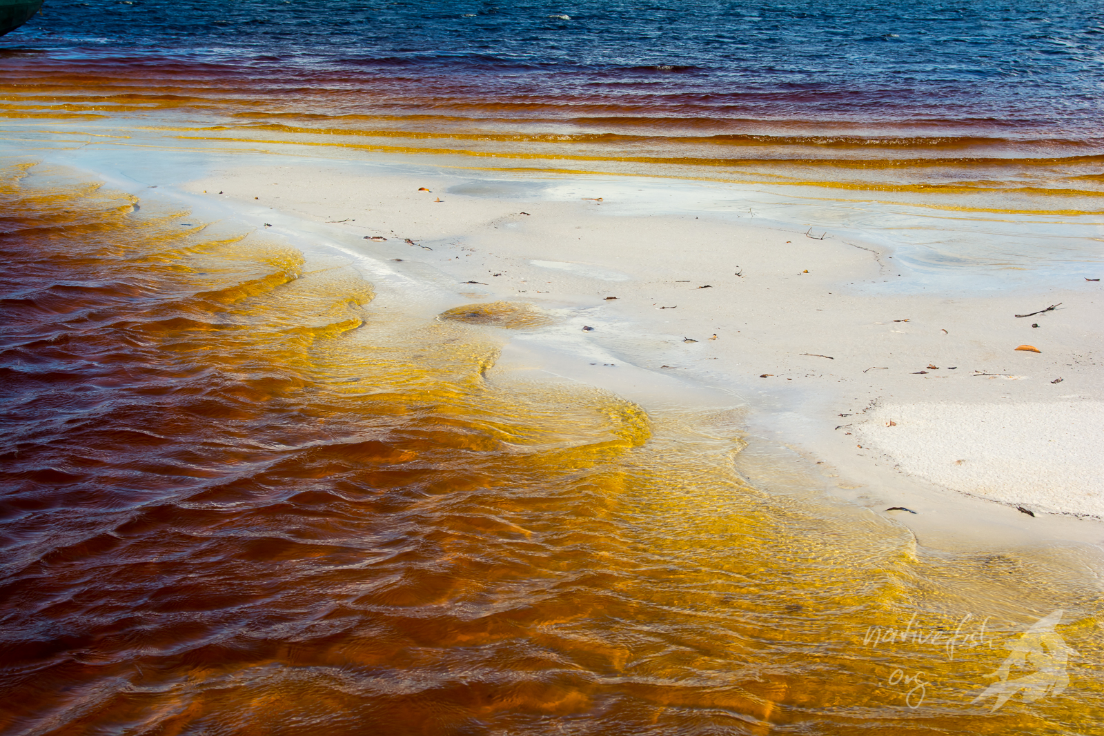 Ufer des Rio Atabapo in Kolumbien - Schwarzwasser und weißer Sand. (Bildquelle: Stefan K. Hetz, native-fish.org) Ufer des Rio Atabapo in Kolumbien
