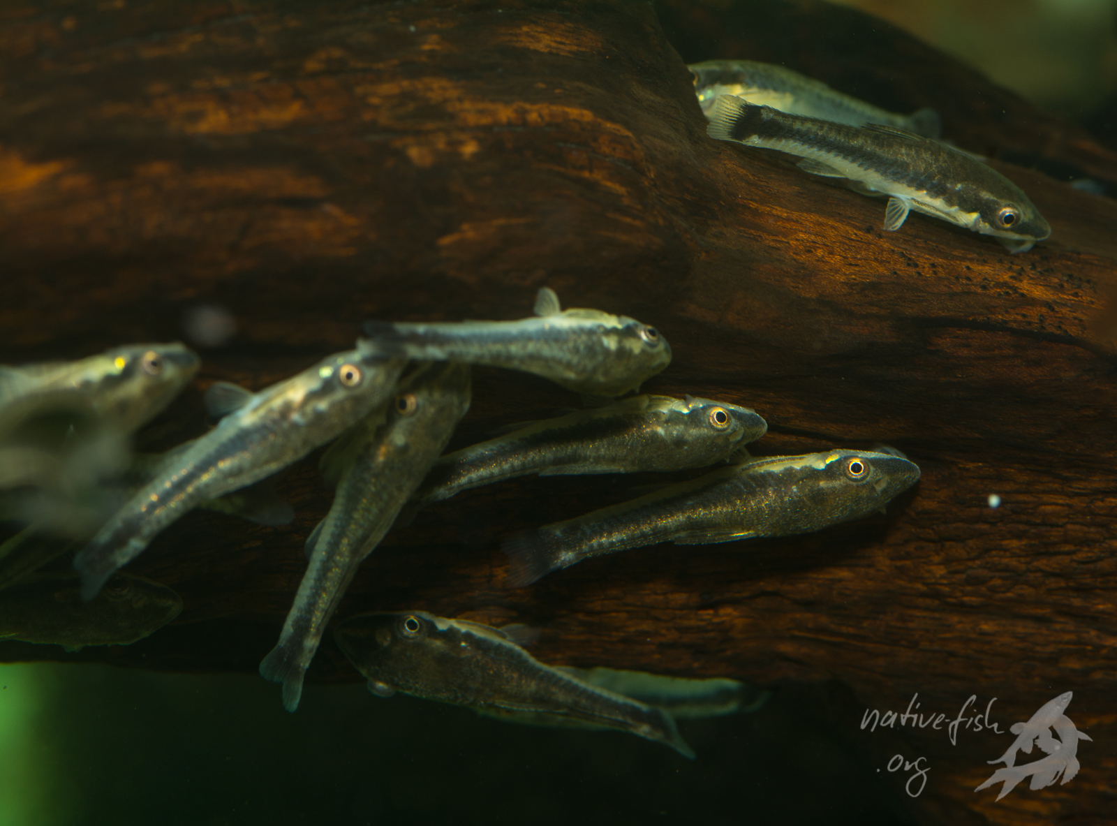 Ein Aquarium mit mehreren Otocinclus sp. bei einem südamerikanischen Exporteur. Die Tiere weisen, vermutlich aufgrund eines bakteriellen Befalls, leichte Flossenschädigungen auf. Diese heilen jedoch in der Regel schnell wieder ab. (Bildquelle: Stefan K. Hetz, native-fish.org) Otocinclus beim Exporteur in Südamerika