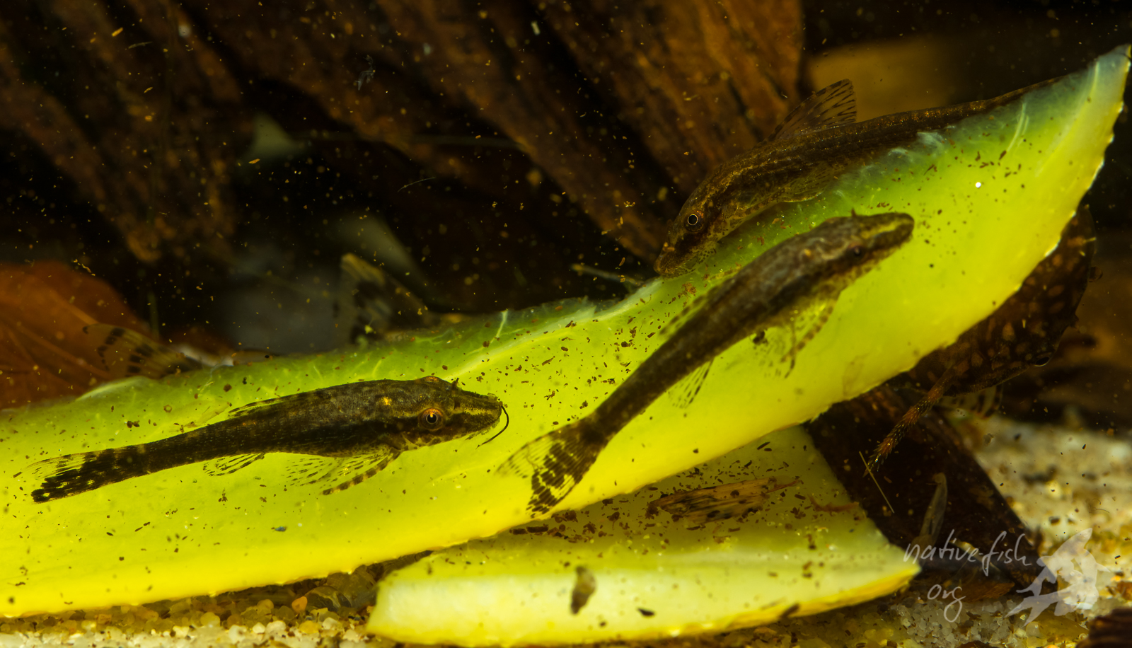 Einige Otothyropsis piribebuy fressen im Aquarium an einer Melonenschale. Ausser dem im Text genannten Futter lohnt es sich, immer mal auch was Neues zur Fütterung auszuprobieren, wie zum Beispiel Paprika, Zucchini oder Mangoschalen. (Bildquelle: Stefan K. Hetz, native-fish.org) Otothyropsis beim Fressen an einer Mangoschale
