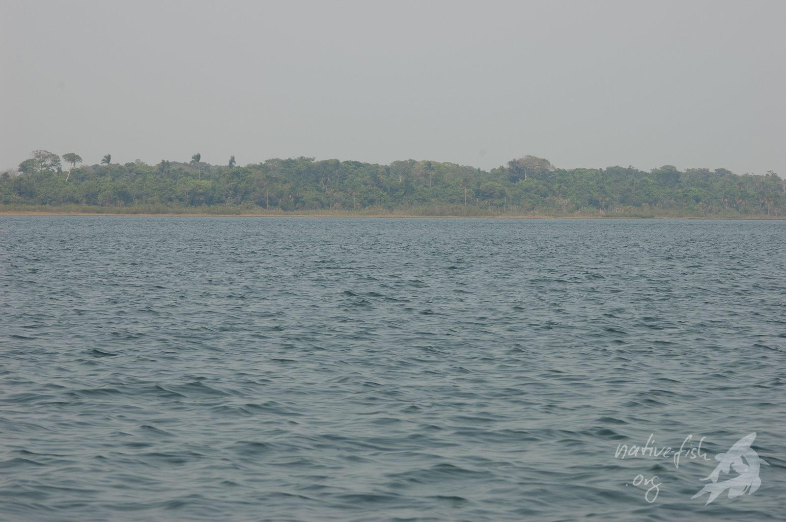 Blick über einen der flachen Seen im Gebiet von Los Lagos im Tiefland. (Bildquelle: Stefan K. Hetz, native-fish.org) Los Lagos