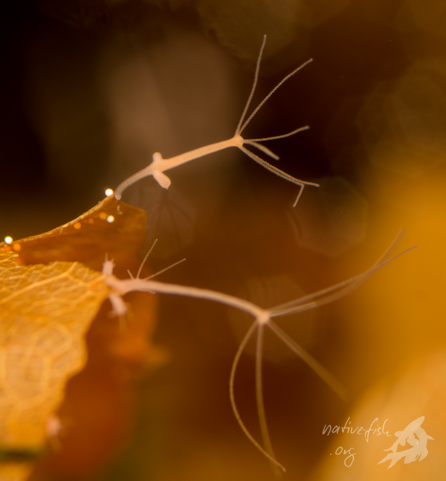Hydra ungestört auf einem Blatt. Die Tentakel sind weit ausgestreckt. (Bildquelle: Stefan K. Hetz, native-fish.org) Hydra auf Einrichtung