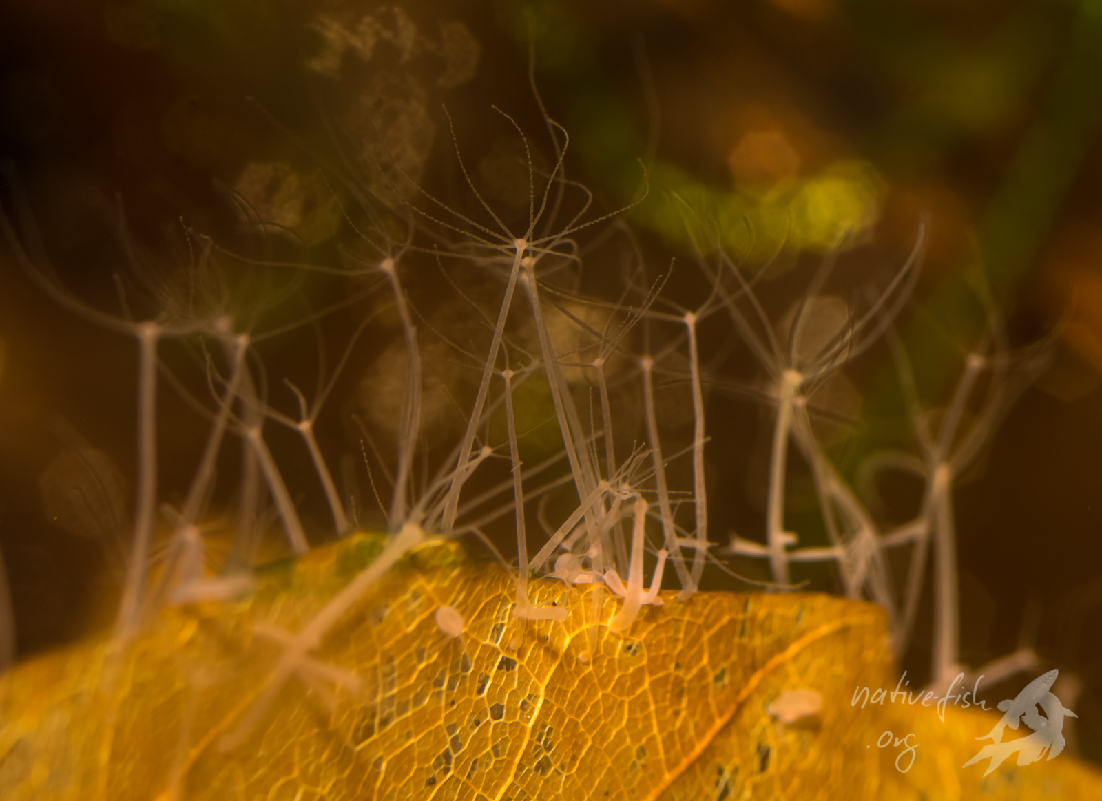 Hier hat sich Hydra aufgrund des großen Futterangebots in einem Aufzuchtbecken massenhaft vermehrt. (Bildquelle: Stefan K. Hetz, native-fish.org) Massenhafte Vermehrung von Hydra