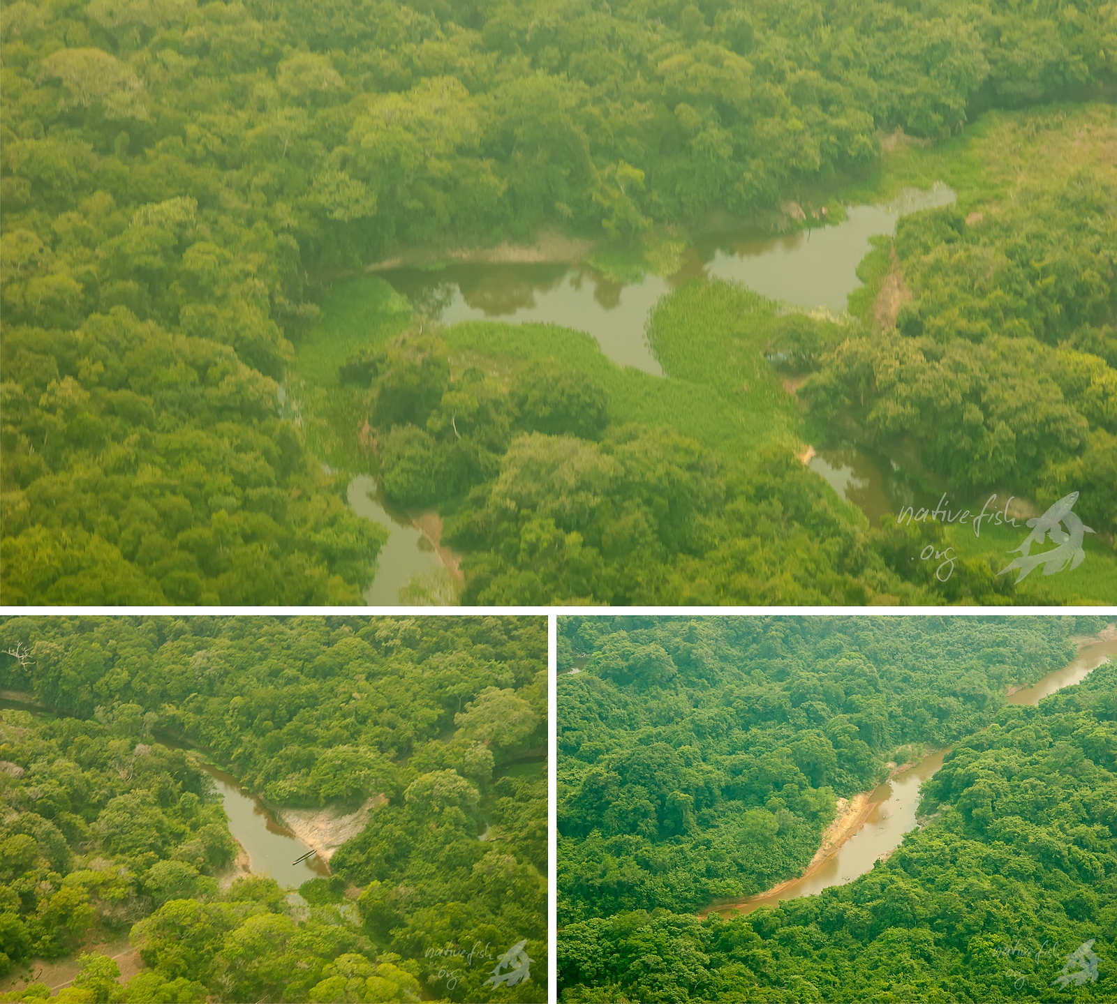 Beim Flug über die Flüsse im Tiefland von Bolivien zeigen die Flüsse am Ende der Trockenzeit einen sehr niedrigen Wasserstand. Die Fischdichte, das Verhältnis von Fischen zu Wasser, wird also größer. (Bildquelle: Stefan K. Hetz, native-fish.org) Trockenzeit in Boliviens Flüssen