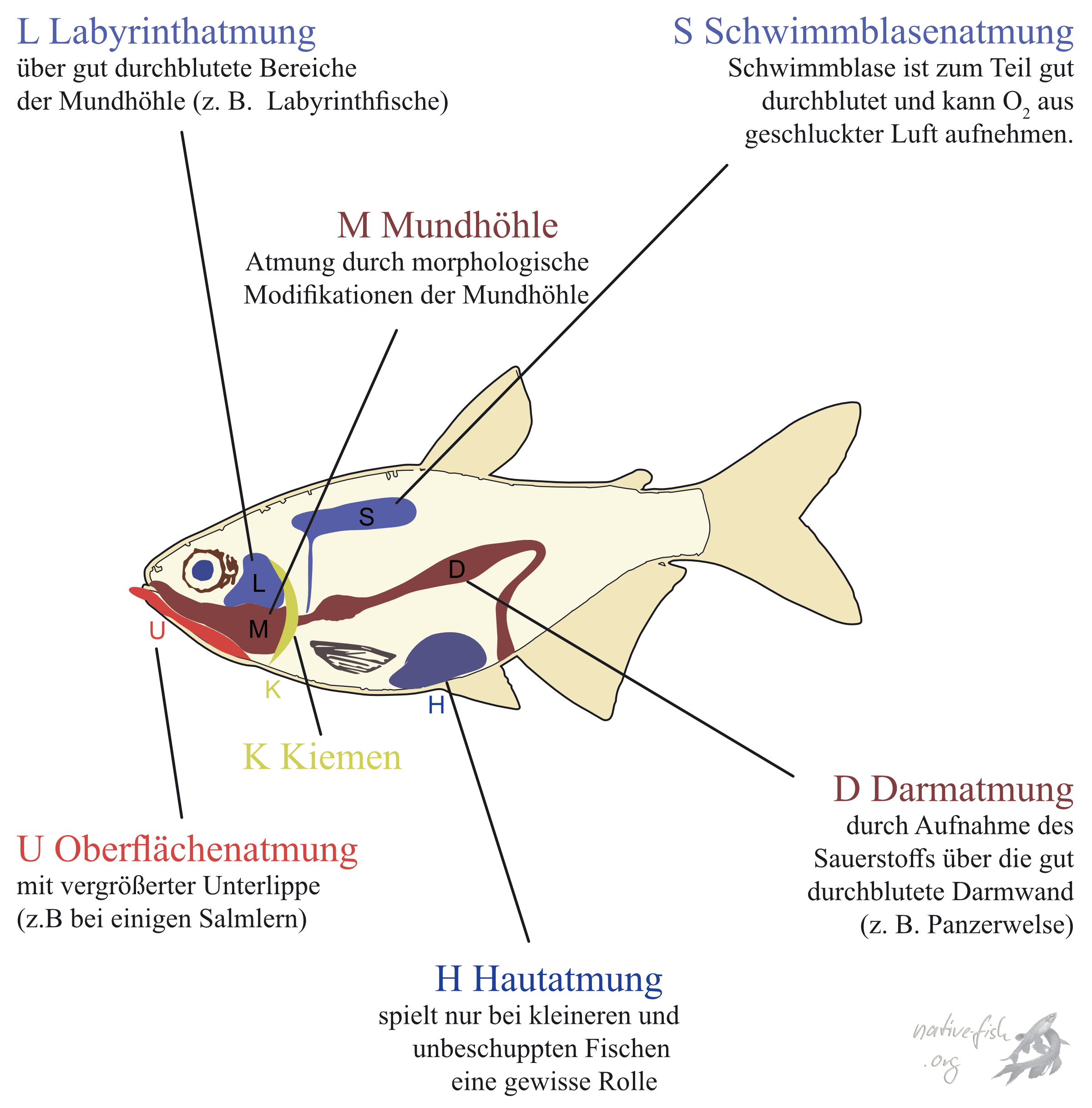 Übersicht über die Möglichkeiten der Wasser- und akzessorischen Luftatmung bei Fischen (vgl. Graham 1997). Neben der Kiemenatmung besitzen Fische viele weitere gut durchblutete Organe, die der Sauerstoffversorgung durch Luftatmung dienen können. (Bildquelle: Stefan K. Hetz, native-fish.org) Luftatmung bei Fische nach Graham 1997.