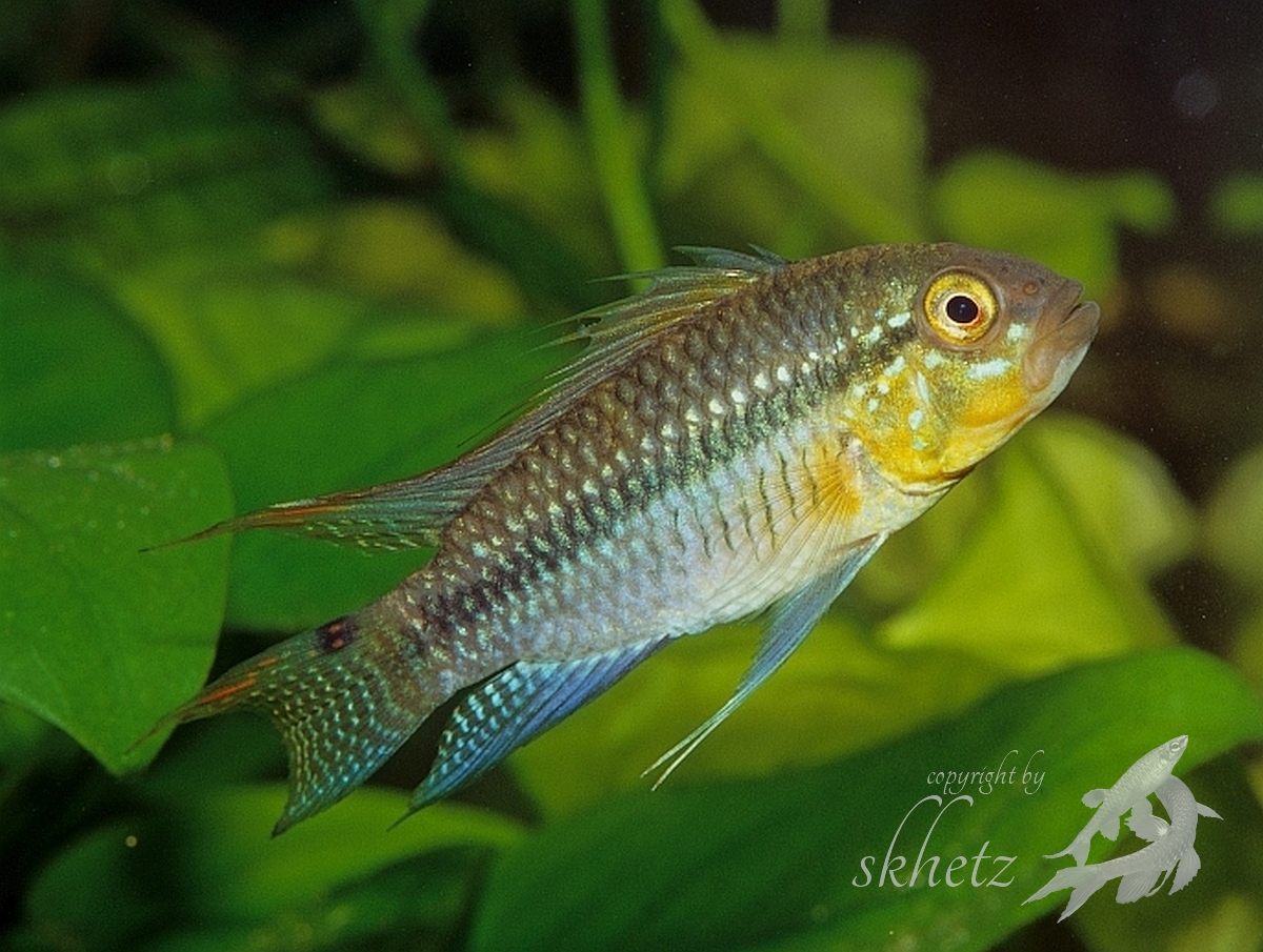 Unverhofft ging uns auch Apistogramm luelingi ins Netz. Hier ein Männchen aus einem Aquarienstamm, den ich vor mehren Jahren -- noch zu analoger Fototechnik-Zeit -- gepflegt hatte. (Bildquelle: Stefan K. Hetz, Berlin) Apistogramma luelingi